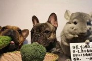 阿呆娱乐吃瓜,揭秘娱乐圈最新热点事件